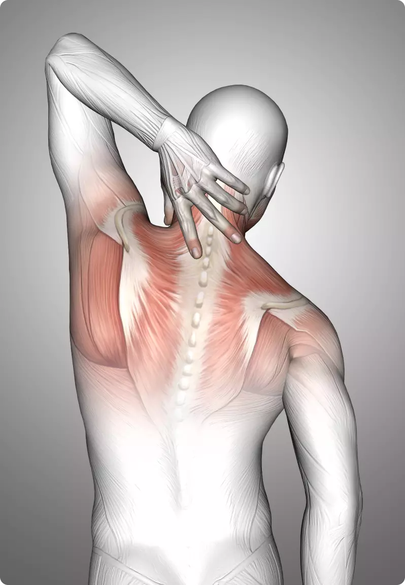 /en/muscleaider/1/img