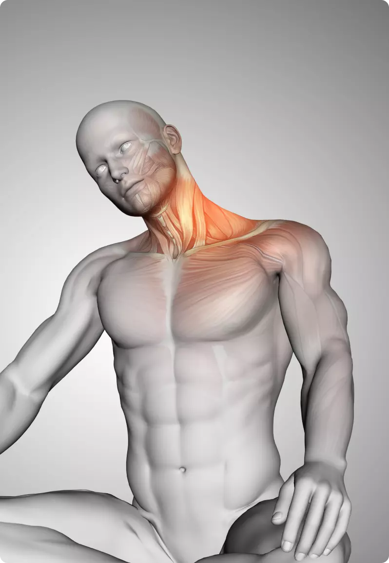 /en/muscleaider/1/img