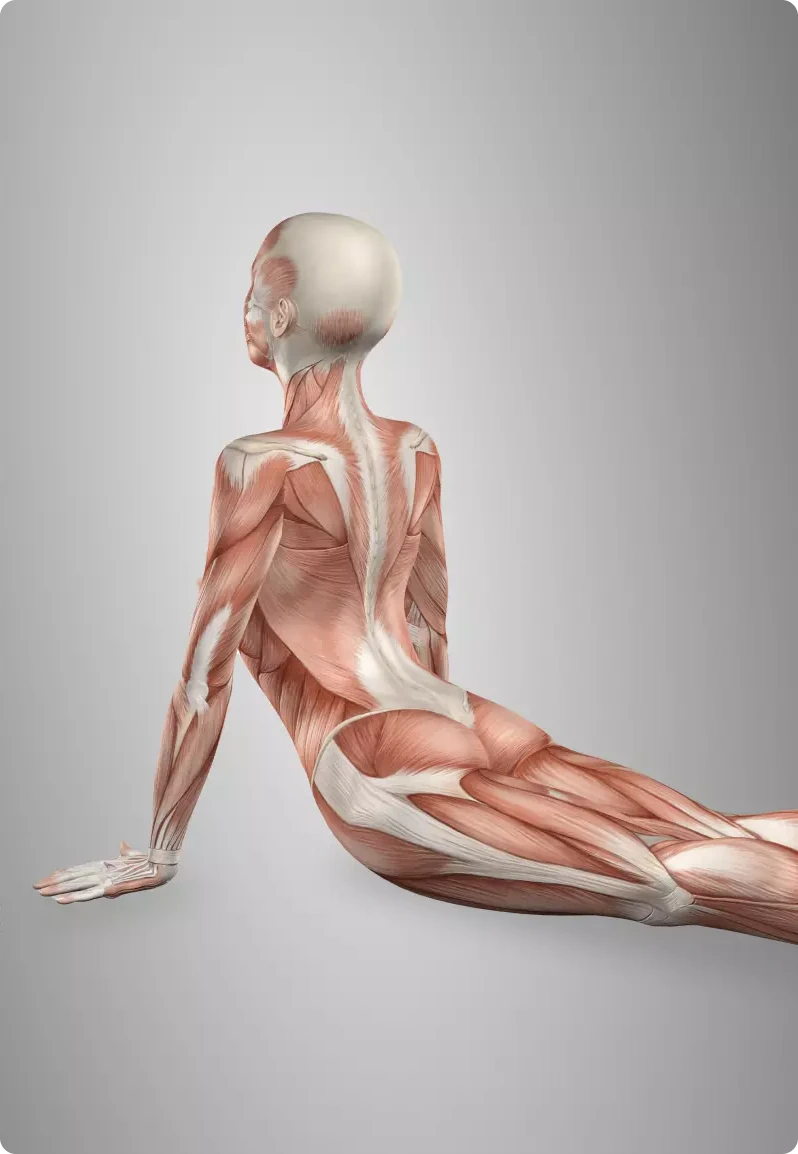 /en/muscleaider/1/img