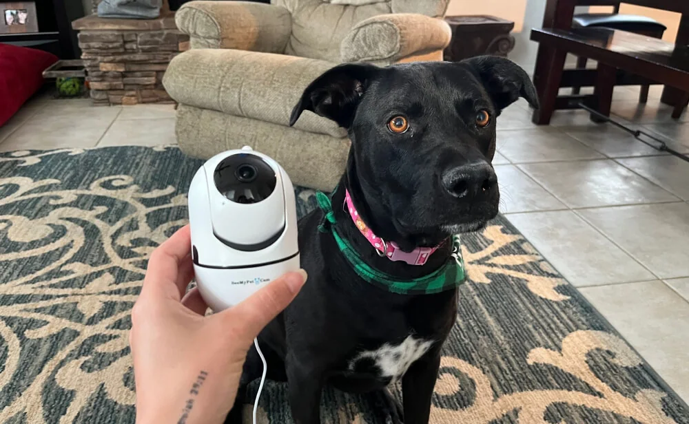 SeeMyPetCam